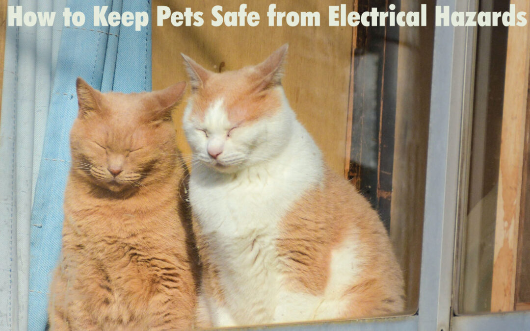 How to Keep Pets Safe from Electrical Hazards